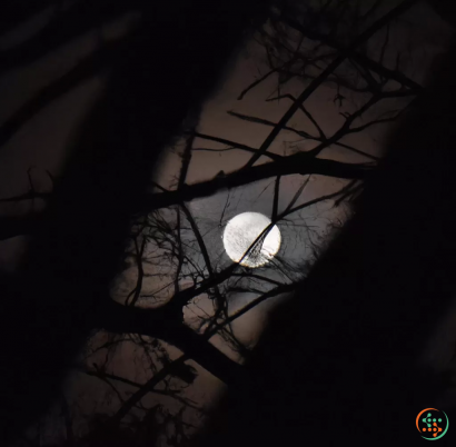 A tree with a light on it