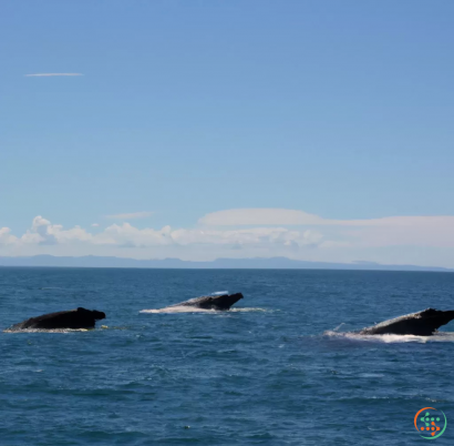 A group of whales in the ocean