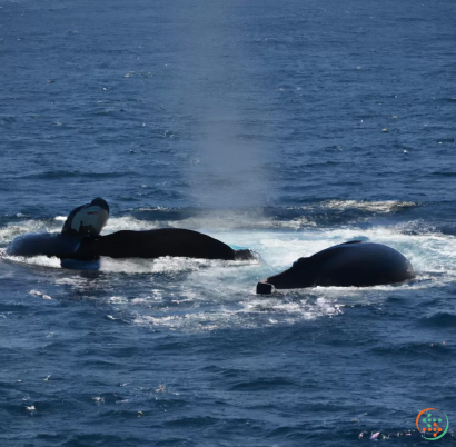 Two whales in the water