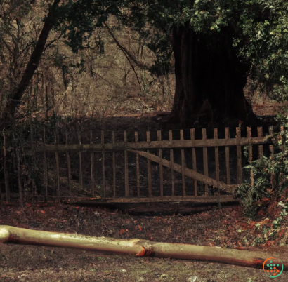 A wooden fence in a wooded area