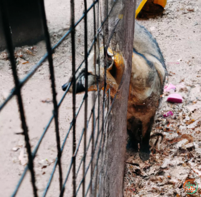 A brown and white animal in a cage