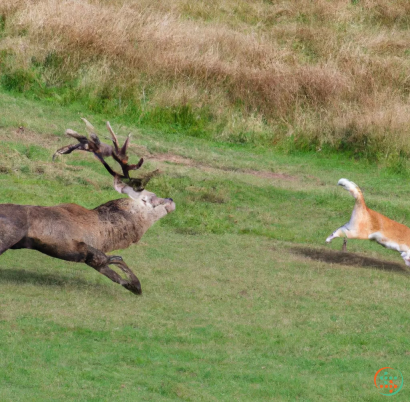 A couple of deer running in a field