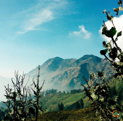 A view of a valley with trees and mountains in the background